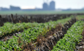This is the newsroom image for the Economic Outcomes of Soil Health and Conservation Practices on U.S. Cropland report.
